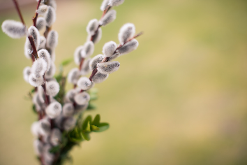 Palmkätzchen - Ostern / ©mrmuhh - stock.adobe.com, mrmuhh - stock.adobe.com Palmsonntag