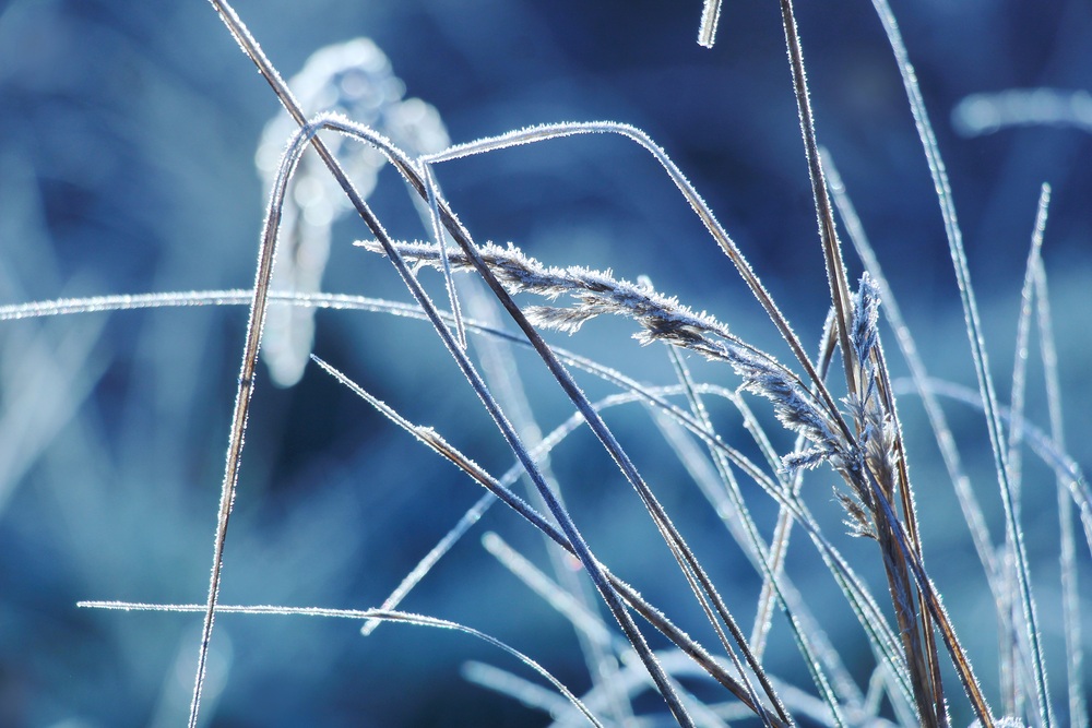 Frost / Gosia K./Pixabay Frost